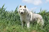 SIBERIAN HUSKY 326